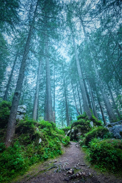 Темно-туманный лесной пейзаж - большие деревья, тропа, корни и камни — стоковое фото
