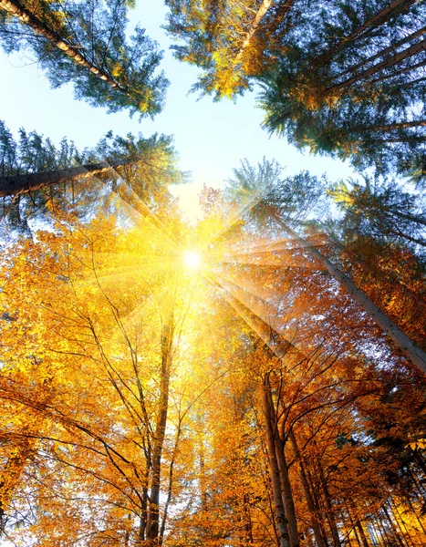 Árvores de outono com raios de sol - belo fundo sesonal, queda — Fotografia de Stock