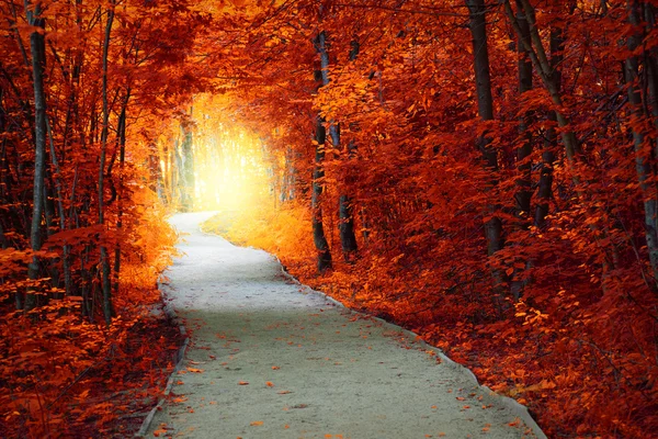 Fantástica floresta de outono com caminho e luz mágica — Fotografia de Stock