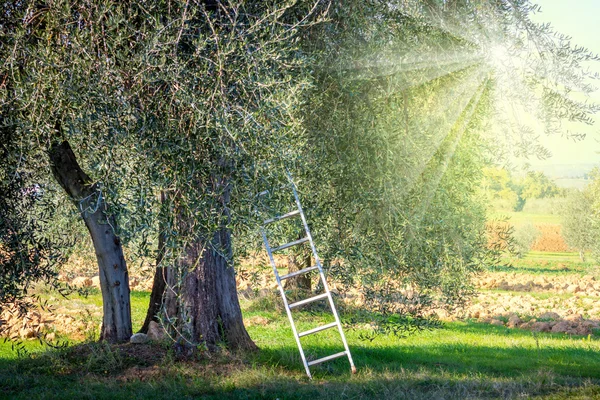 Tempo di raccolta paesaggio della piantagione di ulivi — Foto Stock