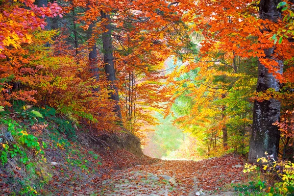 Amazing Autumn Fall Leaves colors in wild forest landscape — Stock Photo, Image