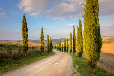 Selvi ağaçları ve zemin road, sabah gökyüzü - Tuscany