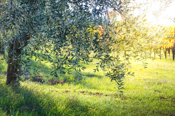 Vacker soluppgång landskap av oliv träd plantation — Stockfoto