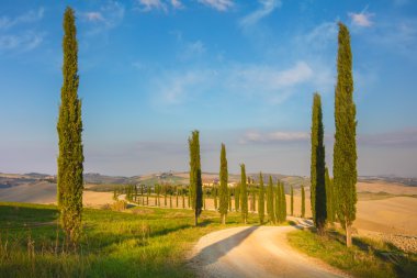 Selvi ağaçları ve zemin road, sabah - Tuscany