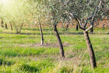 Zeytin ağaçları plantation, hasat gündoğumu peyzaj
