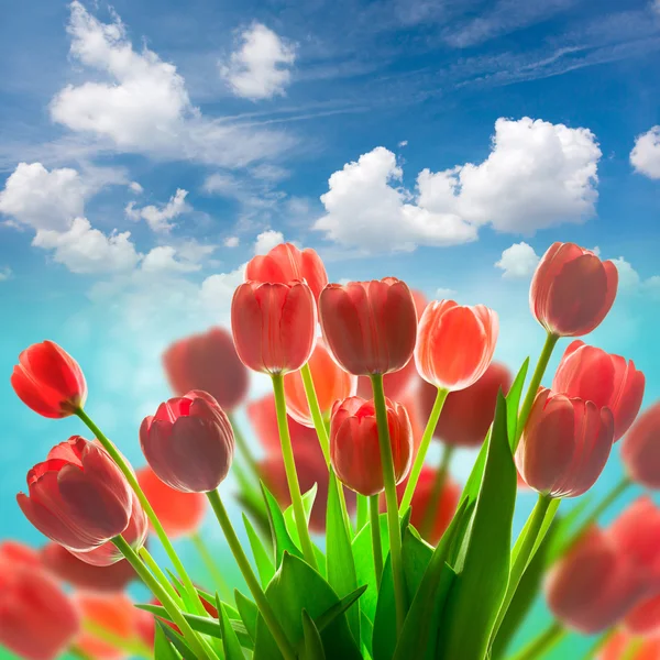 Amazing Red Tulips holiday background against blue sky Stock Photo