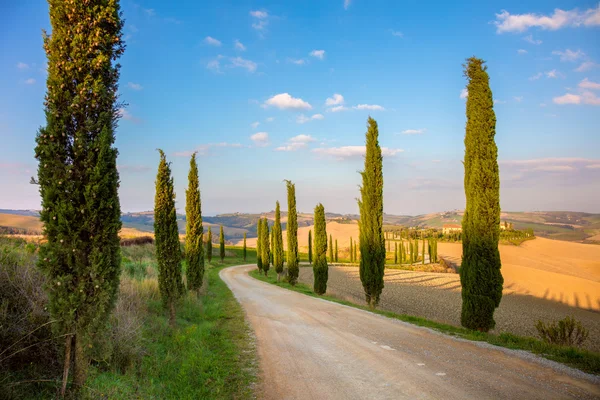 Cyprysów drzewa i ground road - Tuscany rural — Zdjęcie stockowe