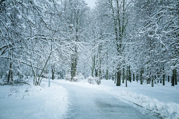 Går Långt Vinterparken Vinterträd Täckta Med Snö Lugnt Väder Vinterskog — Stockfoto