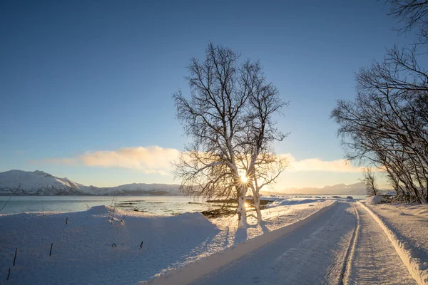 Солнечный Зимний Пейзаж Закат Зимнем Заснеженном Лесу Большие Деревья Покрытые — стоковое фото