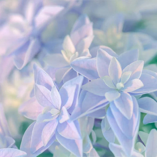 Natur Bakgrund Mild Hortensia Blomma Super Makro Känsliga Små Blommor — Stockfoto