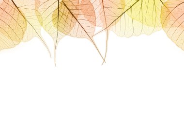 sınır sonbahar renk isilated üzerine beyaz yaprakları.