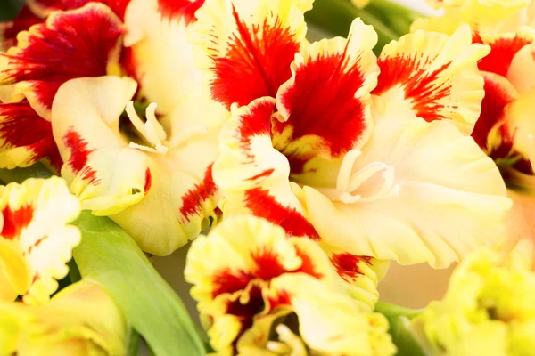 Κόκκινα και κίτρινα φωτεινά gladiolus - οριζόντια φόντο — ストック写真