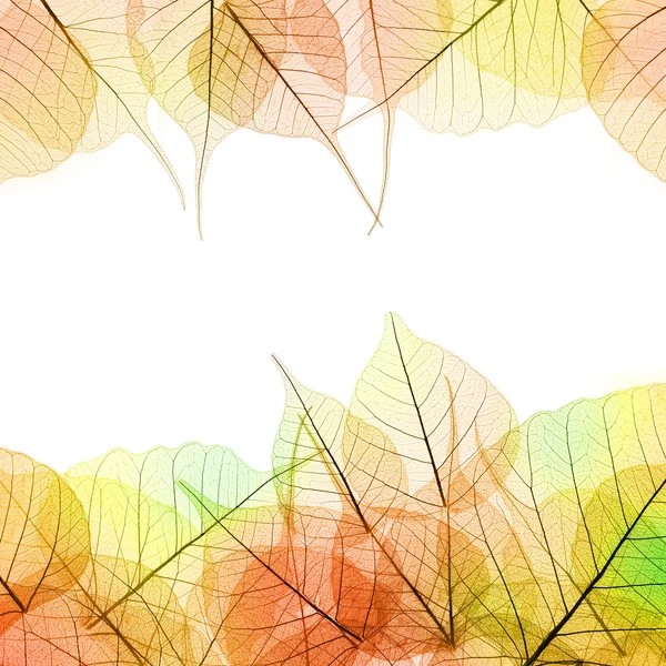 秋の色透明な葉 - 白で隔離されるフレーム — ストック写真