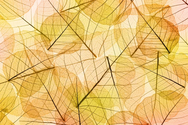 Podzimní listí žluté a oranžové pozadí — Stock fotografie