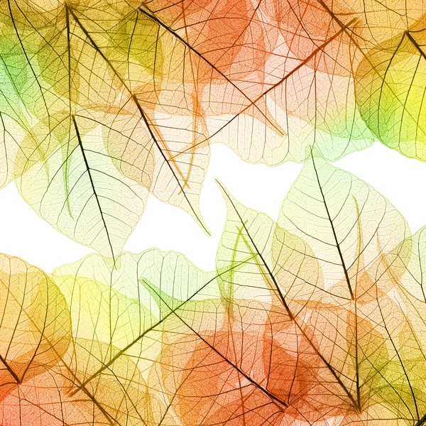 Achtergrond van de herfst bladeren - natuurlijke textuur — Stockfoto