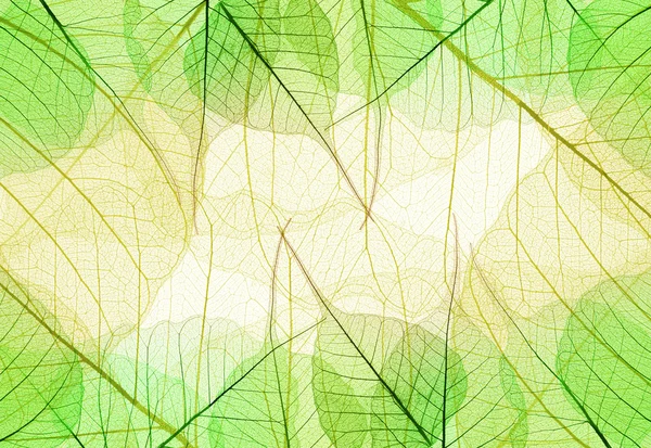 Achtergrond van Greenand gele bladeren — Stockfoto