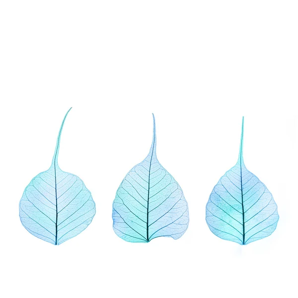 Três folhas secas de cor azul de inverno - estrutura celular - isolado — Fotografia de Stock