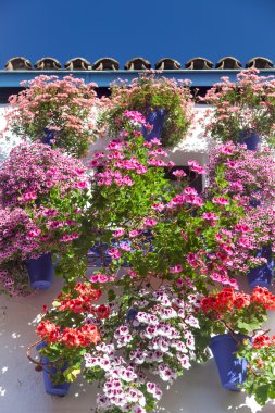 Akdeniz duvar ve pencere renkli çiçekler, Cordo dekore edilmiş