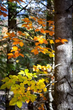 Sonbahar ormanda güneş ışınları ile renkli yaprakları