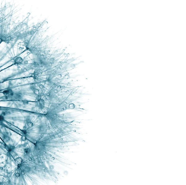 Супермакро-синий одуванчик на белом фоне — стоковое фото