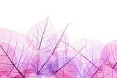 Růžové a fialové ohraničení průhledné listy - izolované na whi