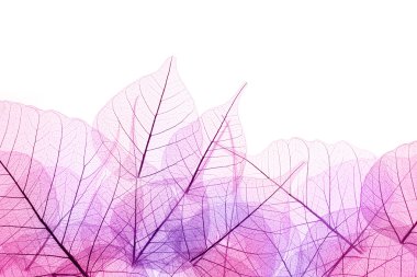 Pembe ve mor kenarlığı saydam yaprakların - WHI üzerinde izole