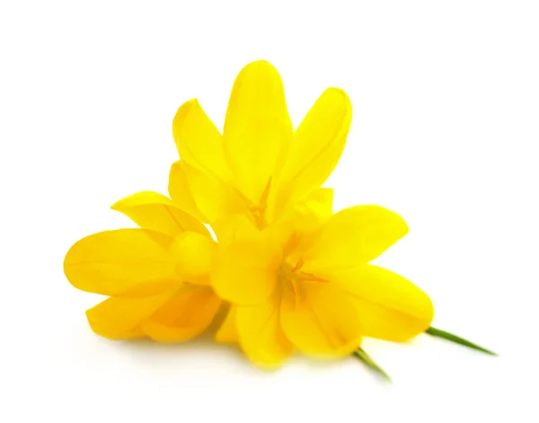 Crocos amarelos - Flores de primavera isoladas — Fotografia de Stock