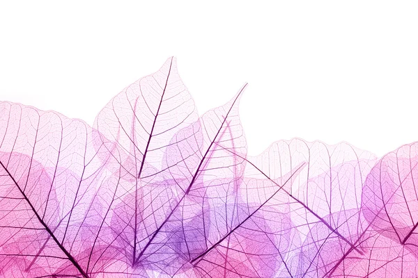 Pink and Purple  Border of  transparent Leaves - isolated on whi — Stock Photo, Image