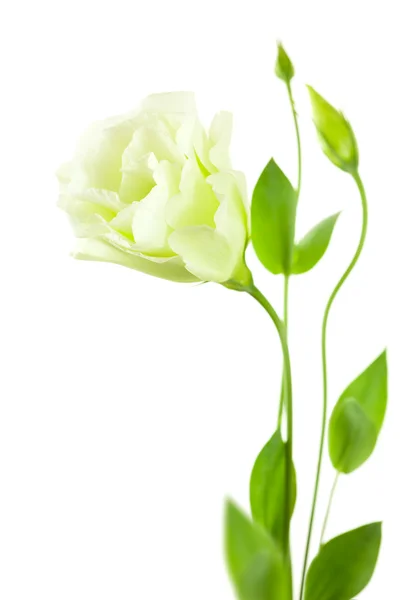 Delicate white Eustoma (Lisiantus) Flower with leaves and buds — Stock Photo, Image