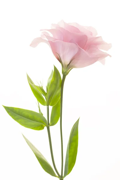 Verse roze eustoma geïsoleerd op witte achtergrond — Stockfoto