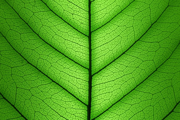 Green Leaf cell structure background - macro texture — Stock Photo, Image