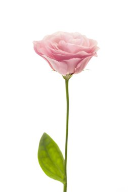 Beyaz izole taze pembe eustoma