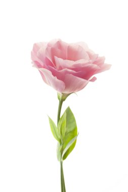 Beyaz arka plan üzerinde izole saf pembe eustoma