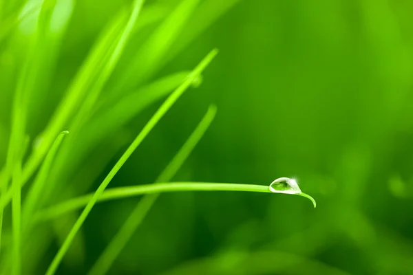 Gota de agua en la hoja de hierba con chispa — Foto de Stock