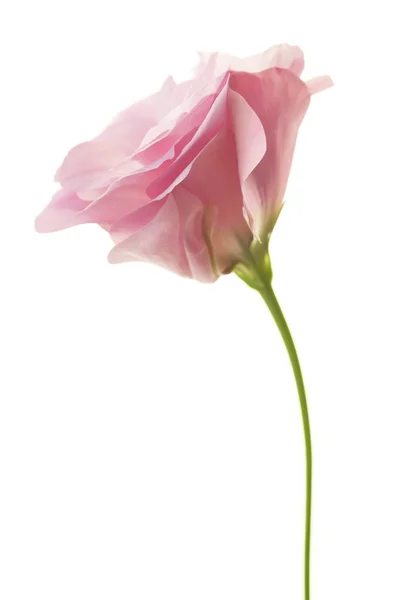 Eustoma minimalista rosa fresco isolado em branco — Fotografia de Stock