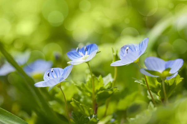 Blue wild flowers on defocused background - fresh spring nature — Stock Photo, Image