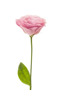 Beyaz izole taze pembe eustoma