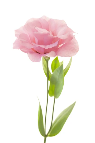 Frische rosa Rose auf weißem Hintergrund — Stockfoto