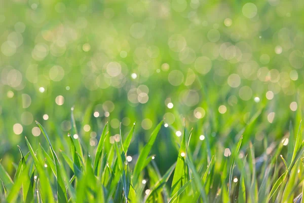 Fundo fresco - grama verde com gotas de orvalho — Fotografia de Stock