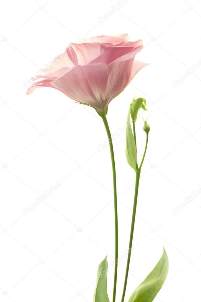 Beautiful pink lisianthus isolated on white background