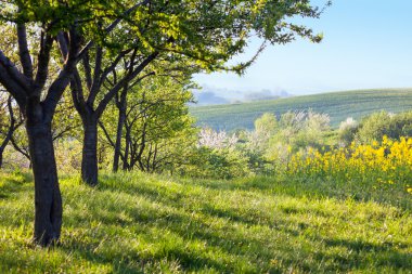 Countryside landscape at the morning   clipart