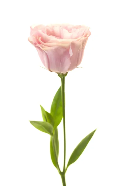 Beautiful fresh pink rose isolated on white background — Stock Photo, Image