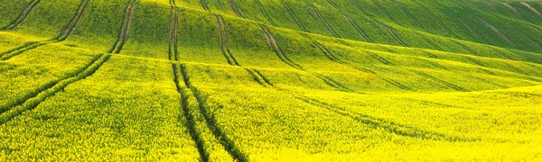 Панорамный фон желто-зеленого цветочного поля — стоковое фото