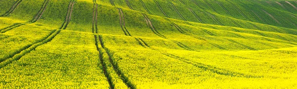 Panoramatické pozadí žluto zelené květinové pole — Stock fotografie