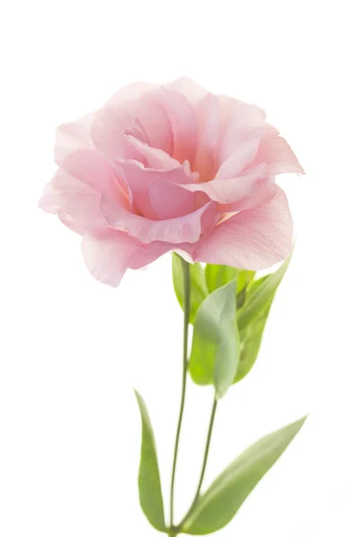 Schöne rosa Eustoma isoliert auf weißem Hintergrund — Stockfoto