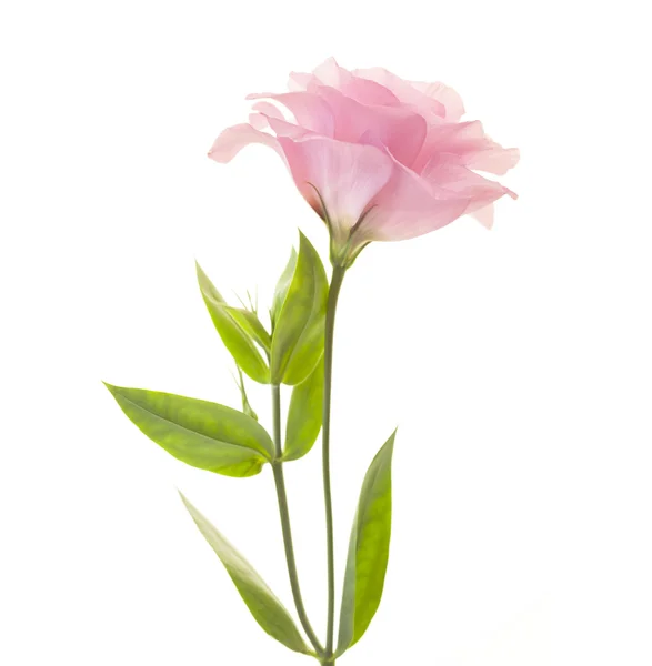 Eustoma rosa fresco aislado sobre fondo blanco — Foto de Stock