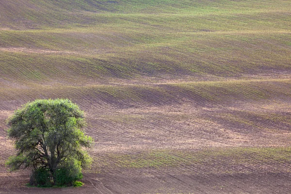 Gamla träd och marken vågor abstrakt minimalism landskap — Stockfoto