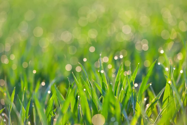 Herbe fraîche avec gouttes de rosée dans la lumière - écologie verte backgrou — Photo