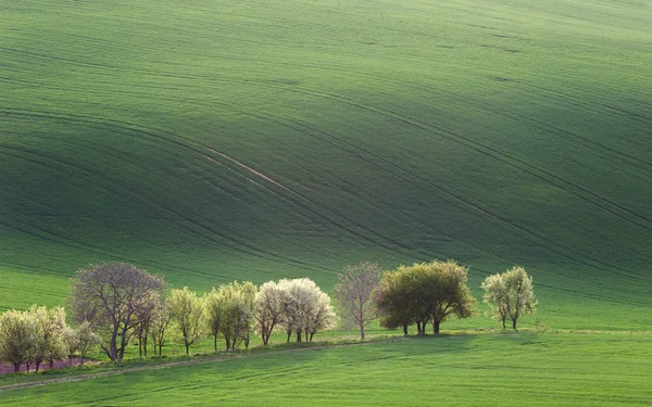 Пейзаж в стиле минимализма с зелеными и белыми деревьями — стоковое фото