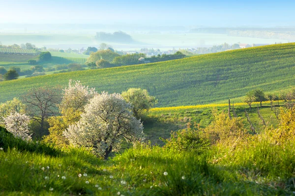 Countryside background - Flowering trees, green grass and beauti — Stock Photo, Image